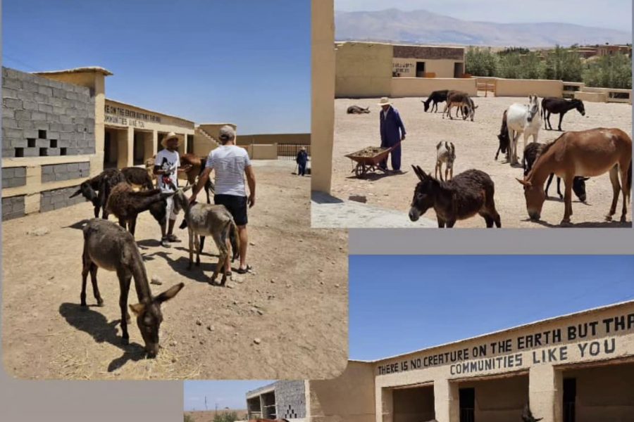 donkey morocco
